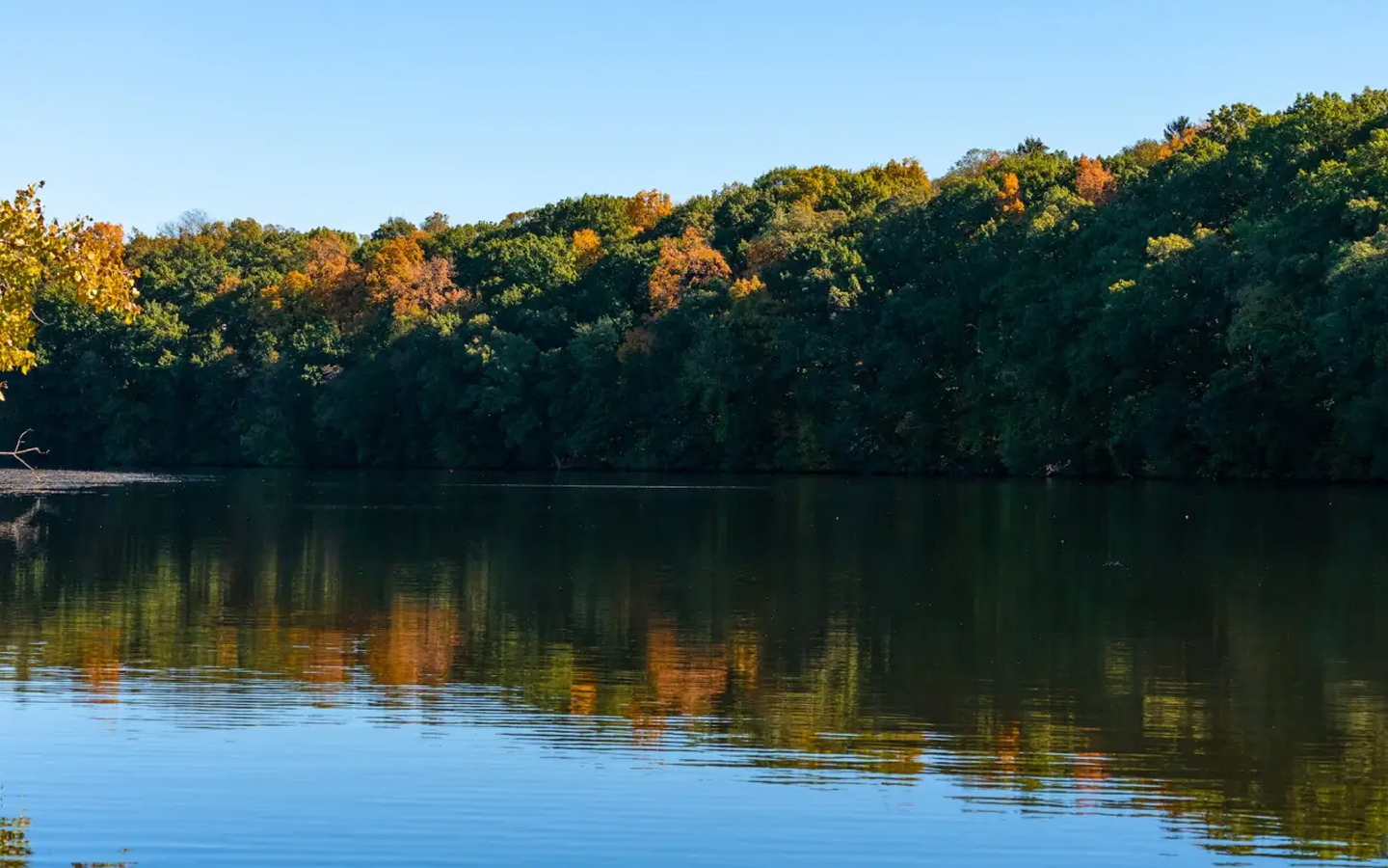 A calm lake reflects a dense line of trees with green and early autumn foliage under a clear blue sky.