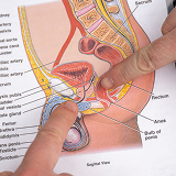 Close-up of two fingers pointing at different parts of a male anatomy diagram, focusing on the pelvis region with labels like rectum and urethra.