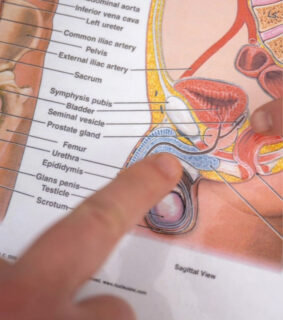 Close-up of a medical diagram showing a sagittal view of male anatomy with labels. Two hands point to specific sections on the paper.